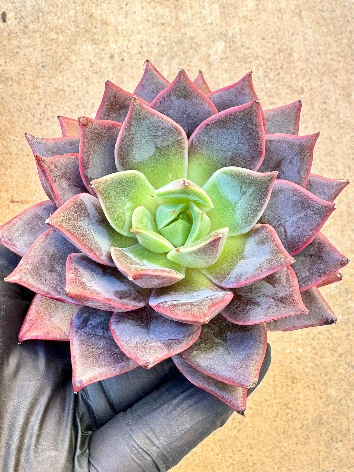 Echeveria Purple Blaze | Live Succulent Plant | Korean Succulent | Rare Imported Echeveria | Imported Plants