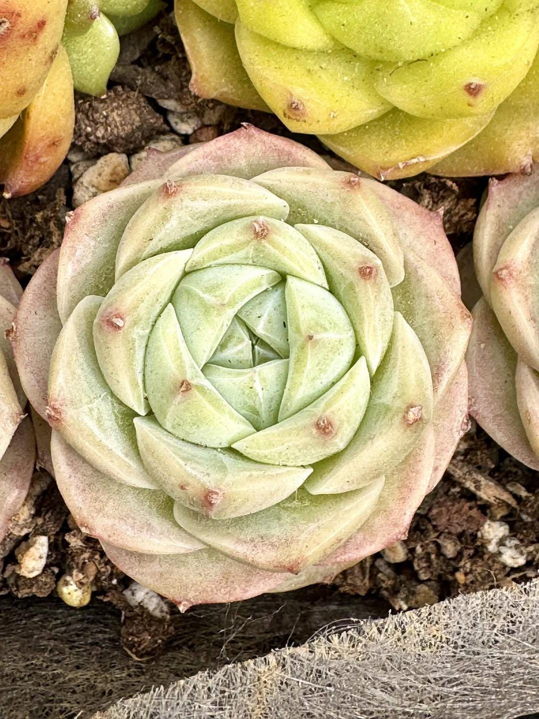 Echeveria Fan Velvet | Rare Imported Succulent | Collector’s Succulent