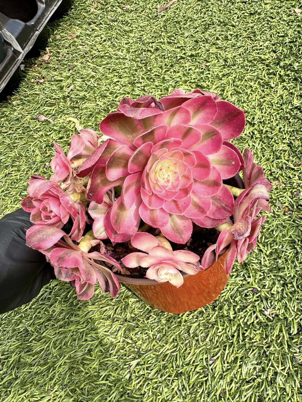 Aeonium Qing Cheng Variegated | Rare Imported Succulent | Collector’s Succulent