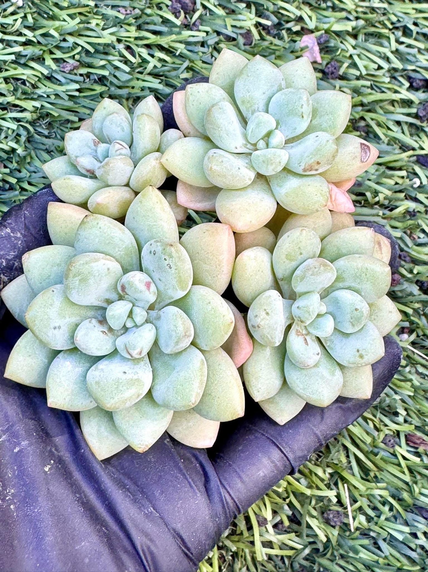 Echeveria Bubble Gum | Live Succulent Plant | Korean Succulent | Rare Imported Echeveria | Imported Plants