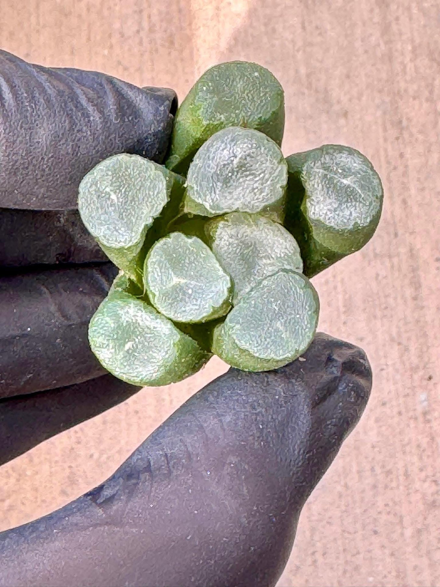 Haworthia Maughanii sp. | Live Succulent Plant | Korean Succulent | Rare Imported Echeveria | Imported Plants