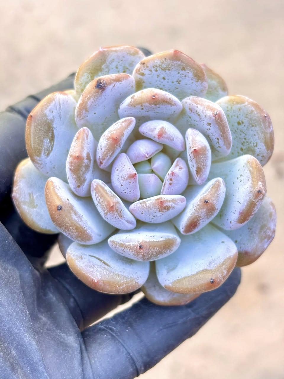 Echeveria Snow Hibiscus | Live Succulent Plant | Korean Succulent | Rare Imported Echeveria | Imported Plants