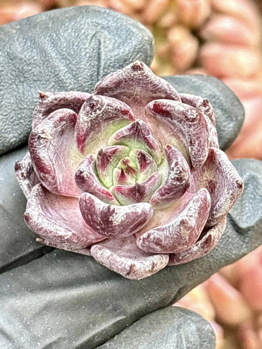 Echeveria Nightingale | Live Succulent Plant | Korean Succulent | Variegated Echeveria | Imported Plants | Echeveria Clusters
