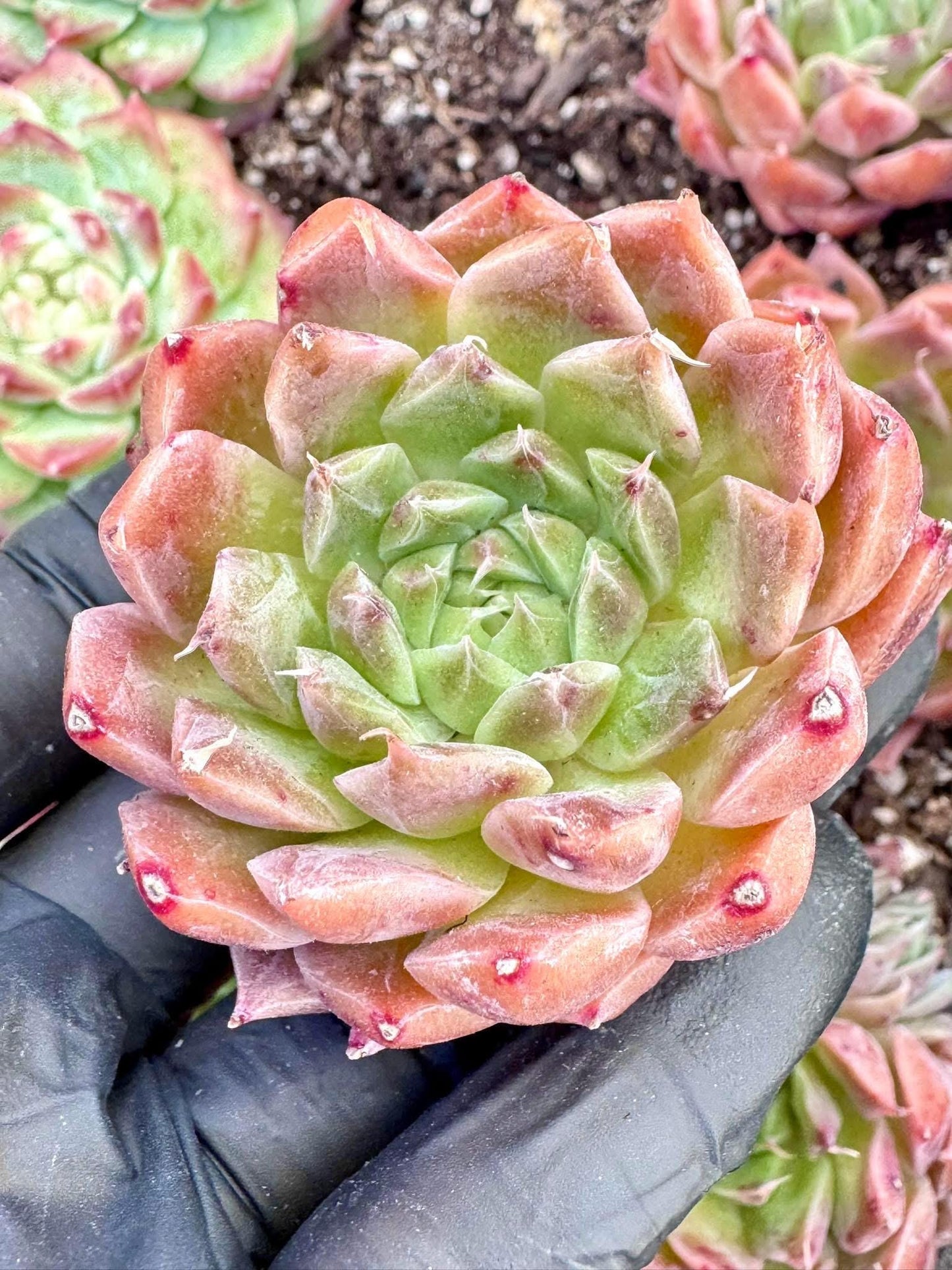 Echeveria Pipa | Live Succulent Plant | Korean Succulent | Rare Imported Echeveria | Imported Plants