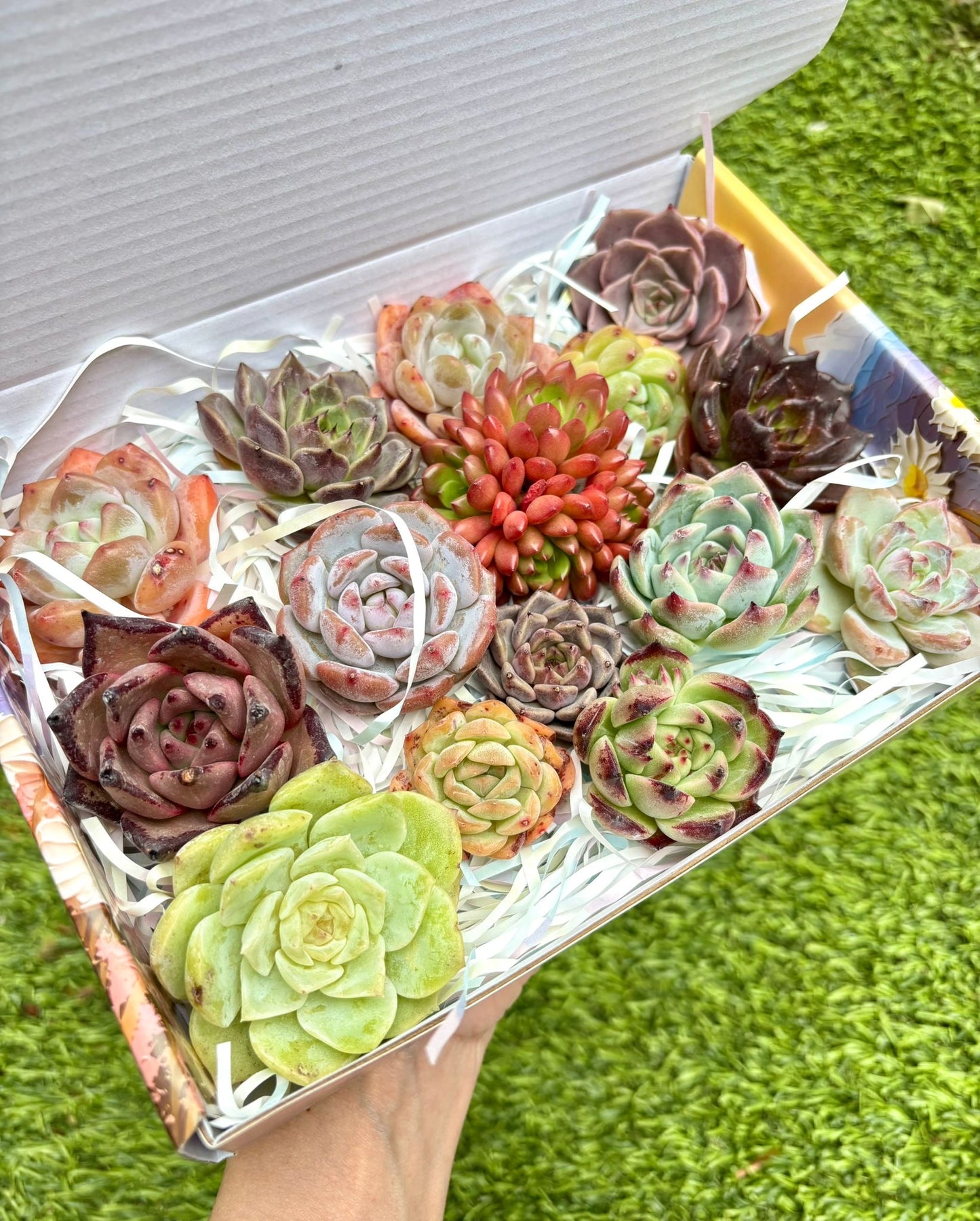 Echeveria Gift Box - 15 Pcs Live Succulent Plants - Gift Basket - Assorted Color Succulent Plants