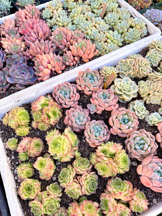 RESERVED ORDER FOR J.R