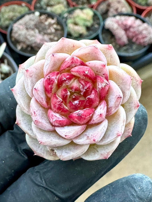 Echeveria Red Velvet (5 pcs) Rare Imported Succulent | Collector Succulent