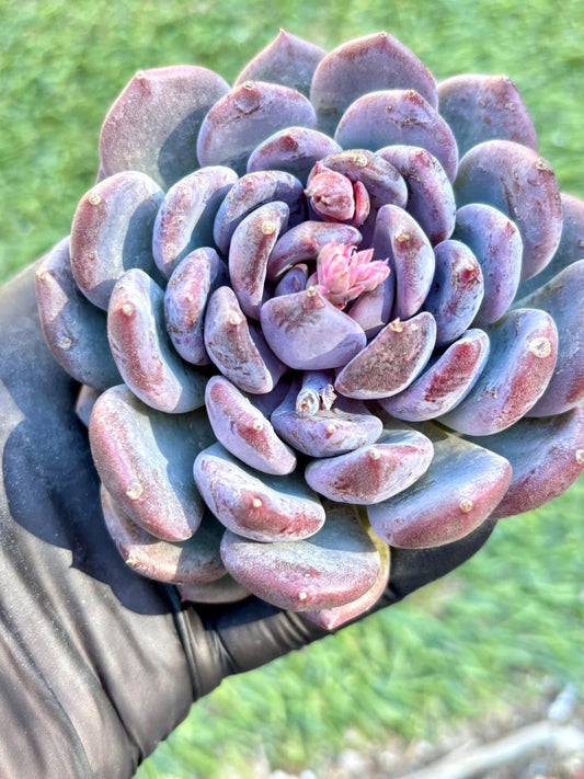 Echeveria Misty Garden | Live Succulent Plant | Imported Plants | Imported Echeveria