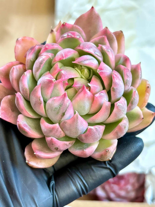 Echeveria Queen Rose Variegated | Live Succulent Plant | Korean Succulents | Imported Plants | Echeveria Variegated
