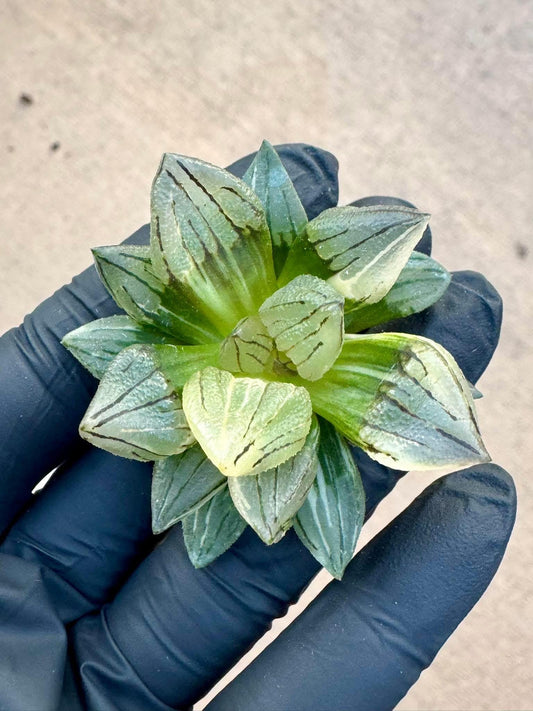 Haworthia Red Vein Variegated | Rare Imported Succulent | Collector’s Succulent