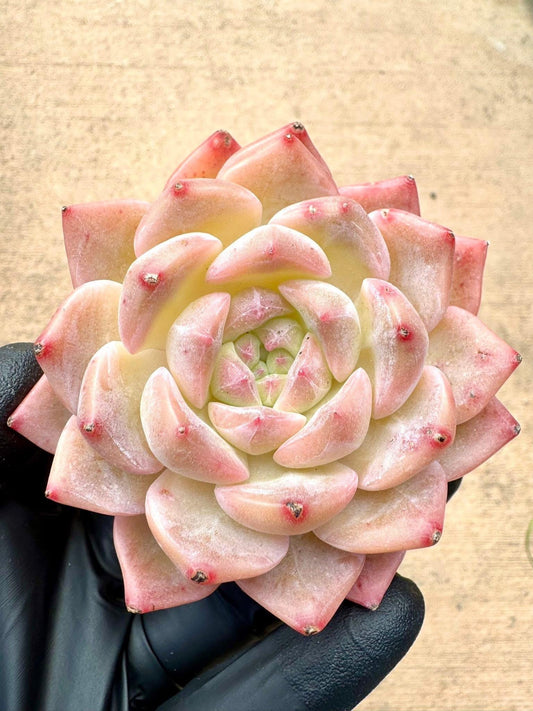 Echeveria Egyptian Pharaoh | Rare Imported Succulent | Collector’s Succulent