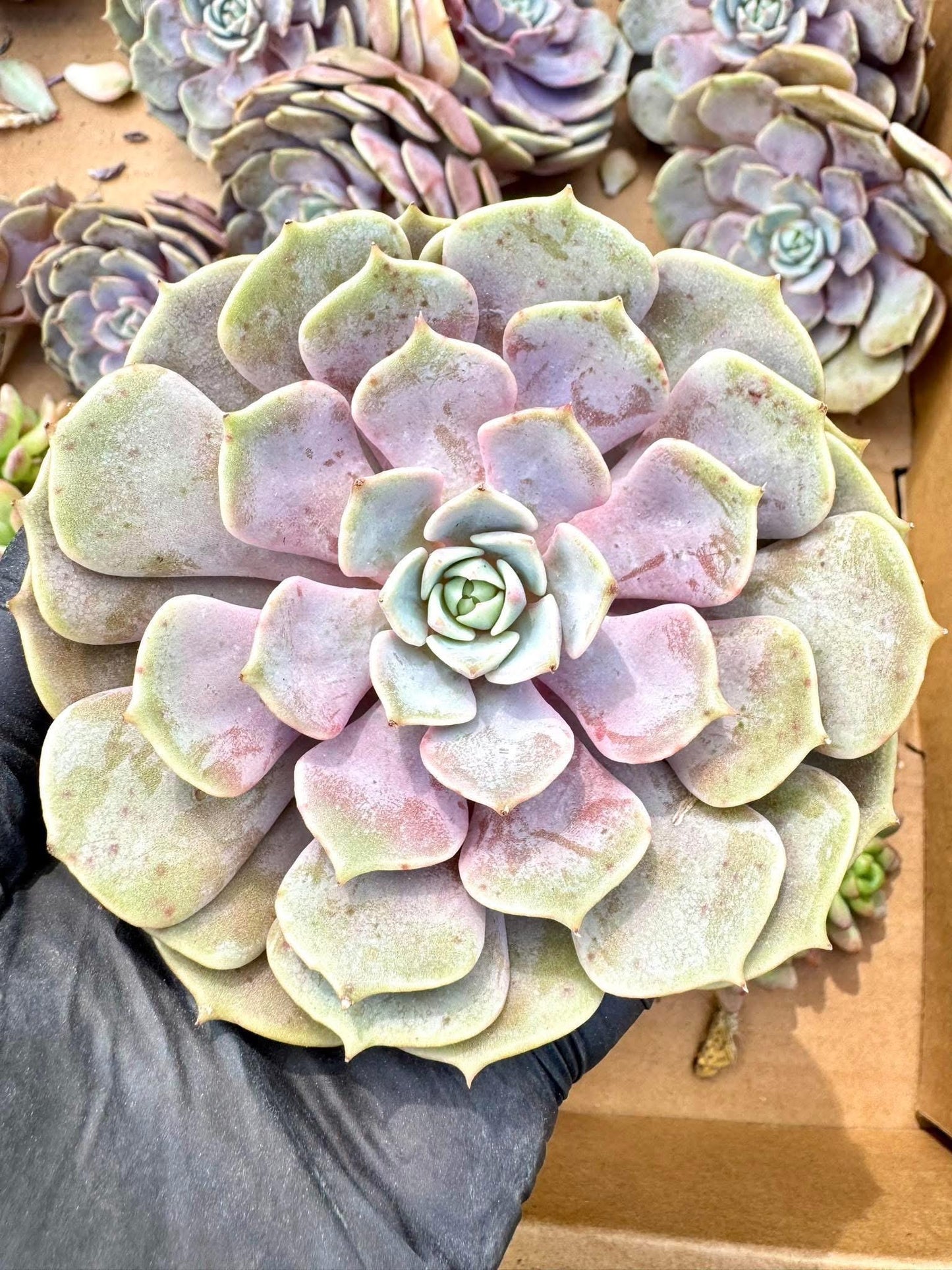 Echeveria Pink Butterfly | Live Succulent Plant | Korean Succulent | Rare Imported Echeveria | Imported Plants