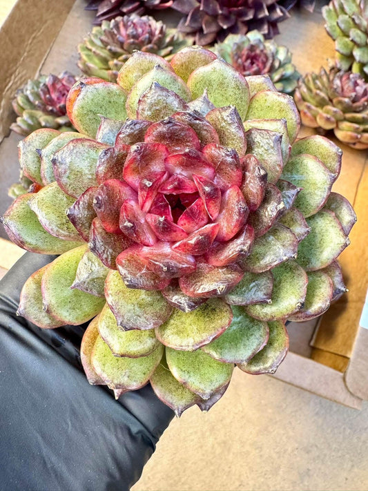 Echeveria Twilight Forest | Live Succulent Plant | Korean Succulent | Variegated Echeveria | Imported Plants