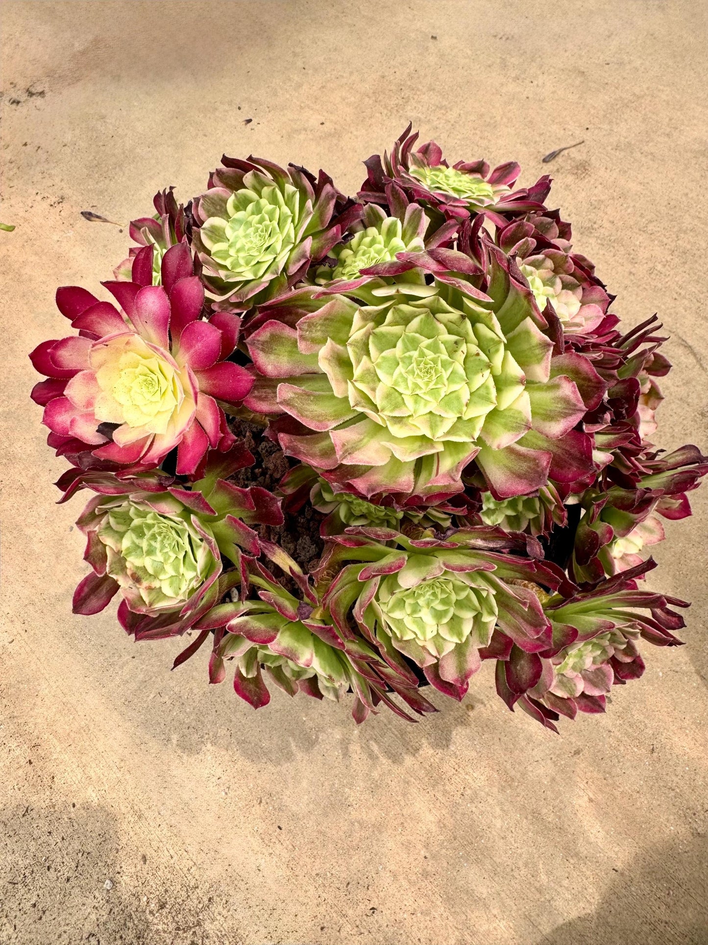 Variegated Aeonium Tian He | 11" Rare Imported Succulent | Collector’s Succulent