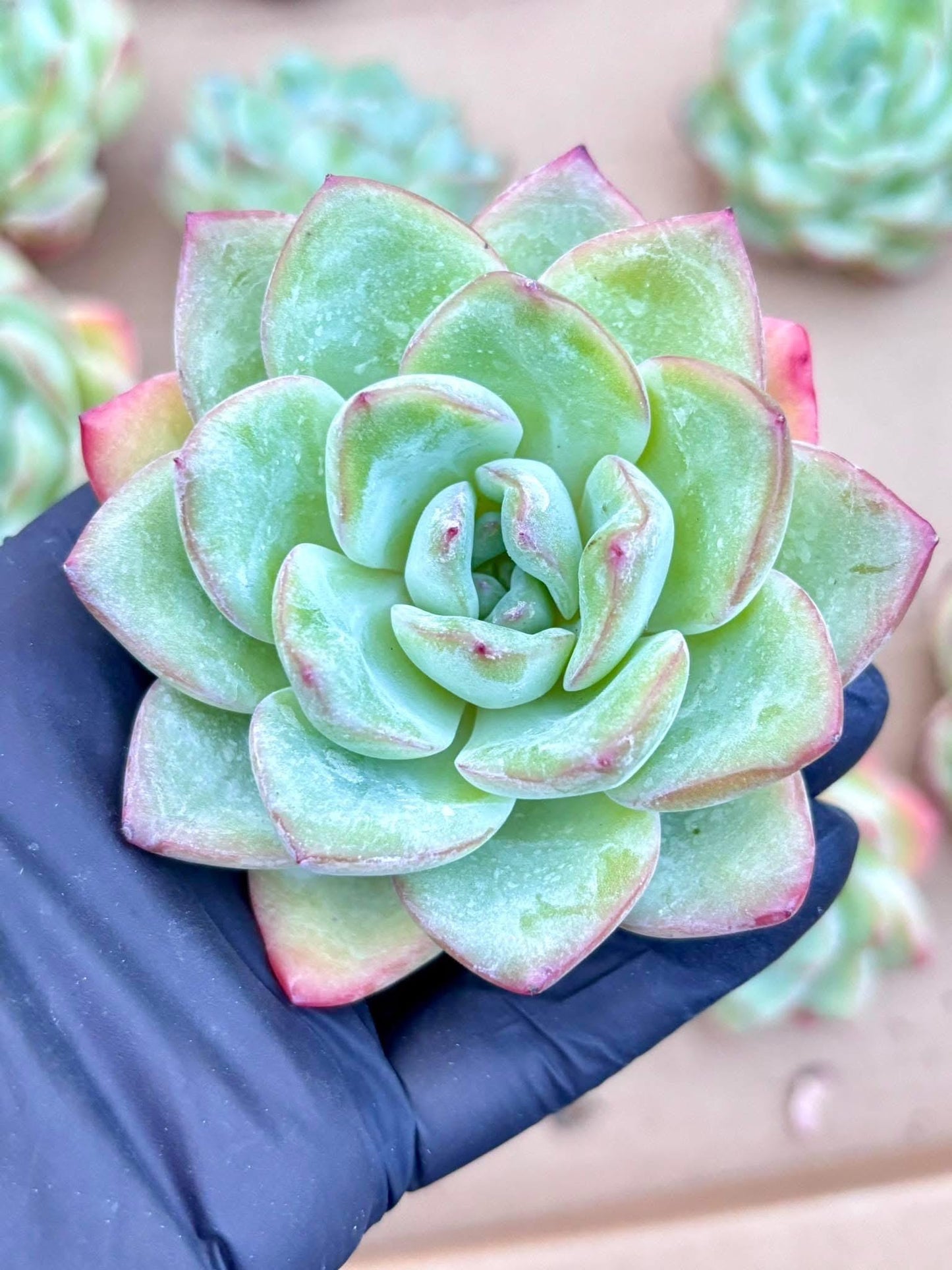 Echeveria Amabier | Live Succulent Plant | Korean Succulent | Rare Imported Echeveria | Imported Plants