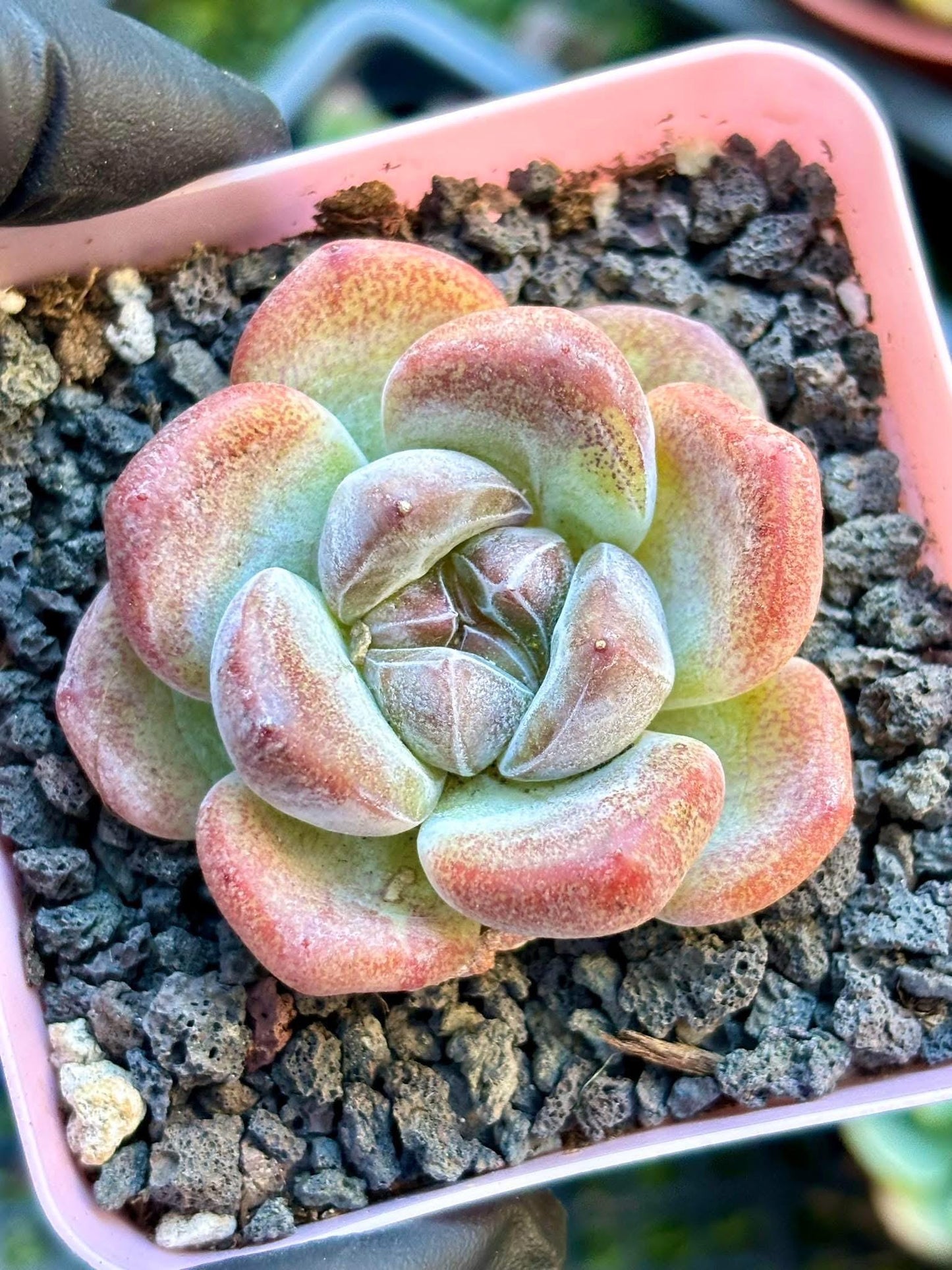 Echeveria Beatrice | Live Succulent Plant | Korean Succulent | Rare Imported Echeveria | Imported Plants