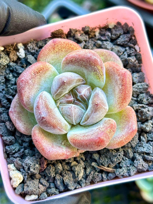 Echeveria Beatrice | Live Succulent Plant | Korean Succulent | Rare Imported Echeveria | Imported Plants
