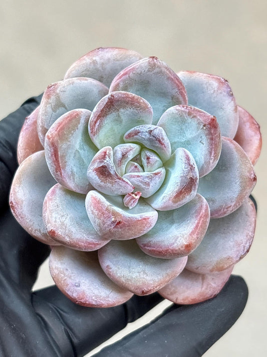 Echeveria Bentley Rose | Live Succulent Plant | Korean Succulent | Rare Imported Echeveria | Imported Plants
