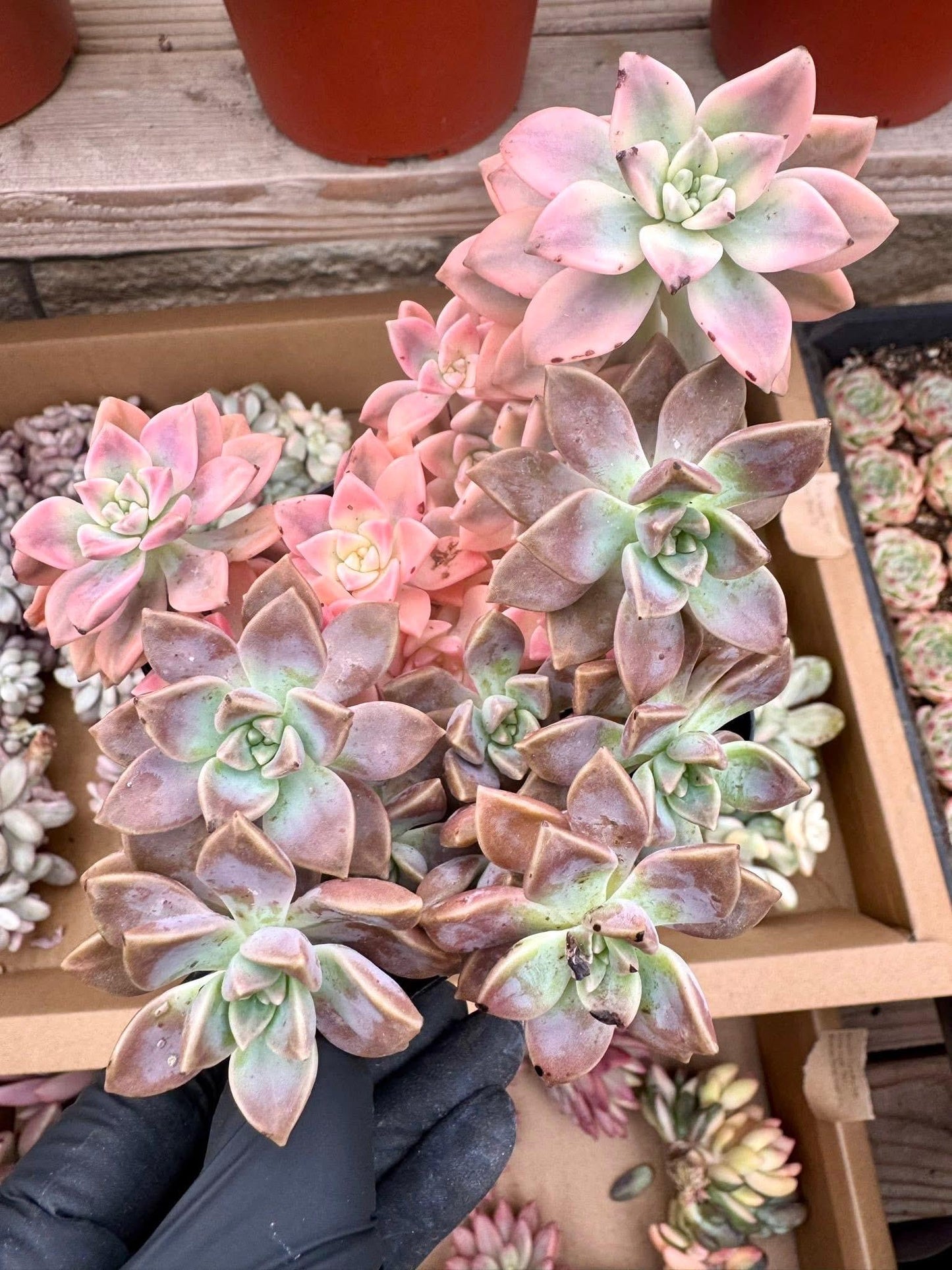Echeveria Arunpe Variegated | Rare Imported Succulent | Collector’s Succulent