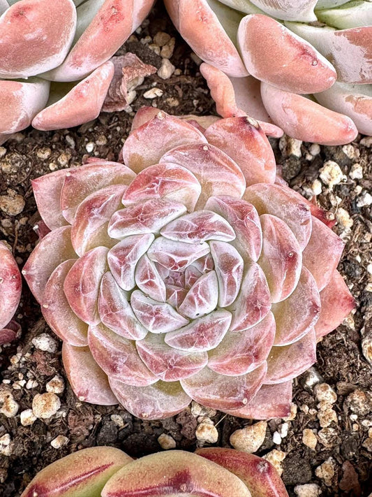 Echeveria Red Amber | Rare Imported Succulent | Collector’s Succulent