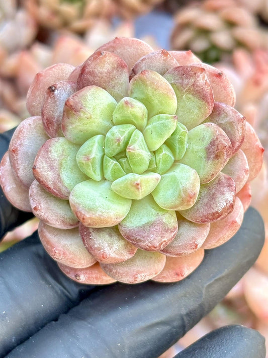 Echeveria Confession Balloon | Live Succulent Plant | Echeveria Cluster | Rare Imported Echeveria | Imported Plants