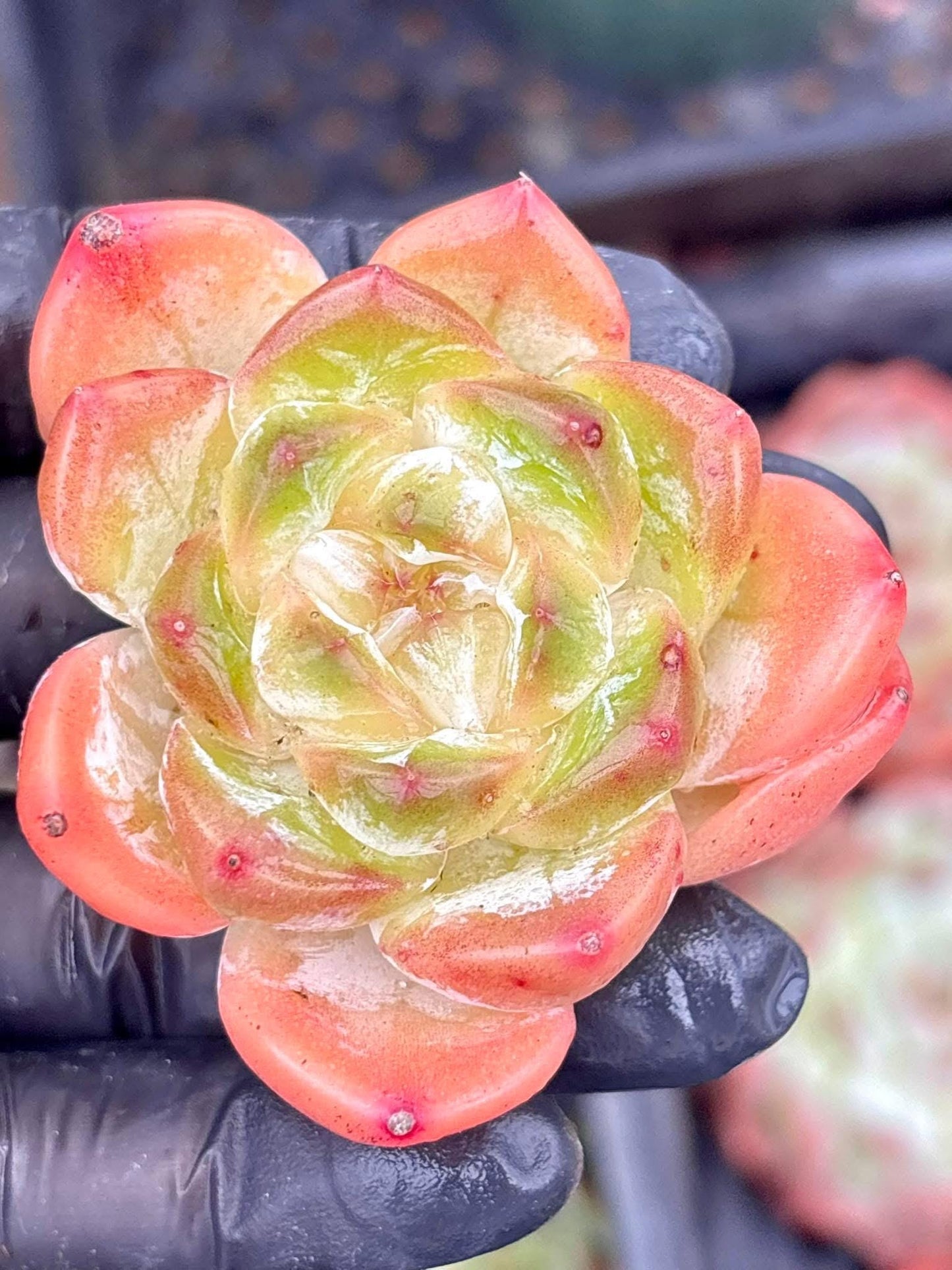 Echeveria Angel Jenny | Live Succulent Plant | Korean Succulent | Rare Imported Echeveria | Imported Plants