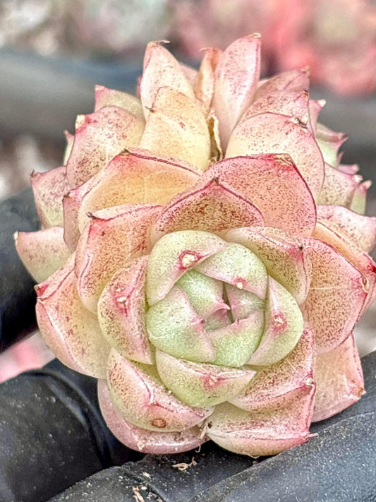 Echeveria Soda | Live Succulent Plant | Korean Succulent | Rare Imported Echeveria | Imported Plants