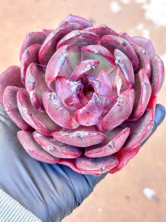 Echeveria Xuan Wu | Live Succulent Plant | Korean Succulent | Rare Imported Echeveria | Imported Plants