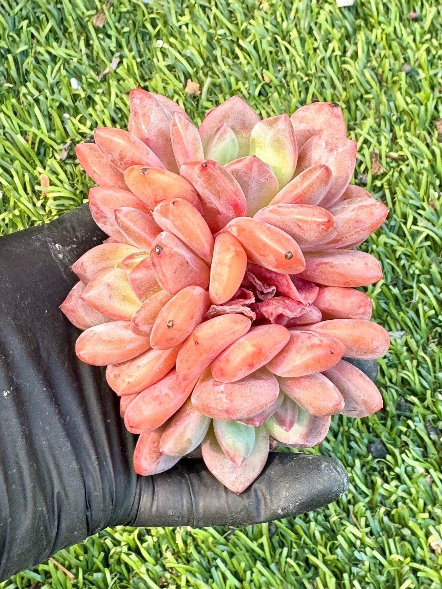 Echeveria Ariel Cluster | Live Succulent Plant | Korean Succulent | Variegated Echeveria | Imported Plants