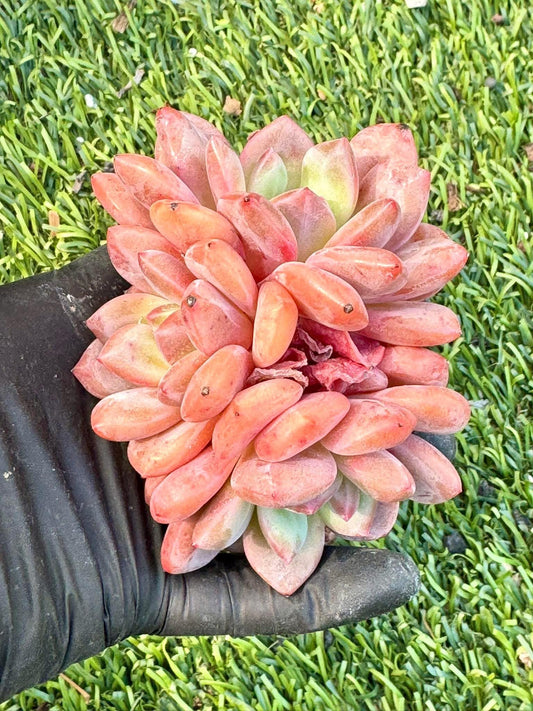 Echeveria Ariel Cluster | Live Succulent Plant | Korean Succulent | Variegated Echeveria | Imported Plants