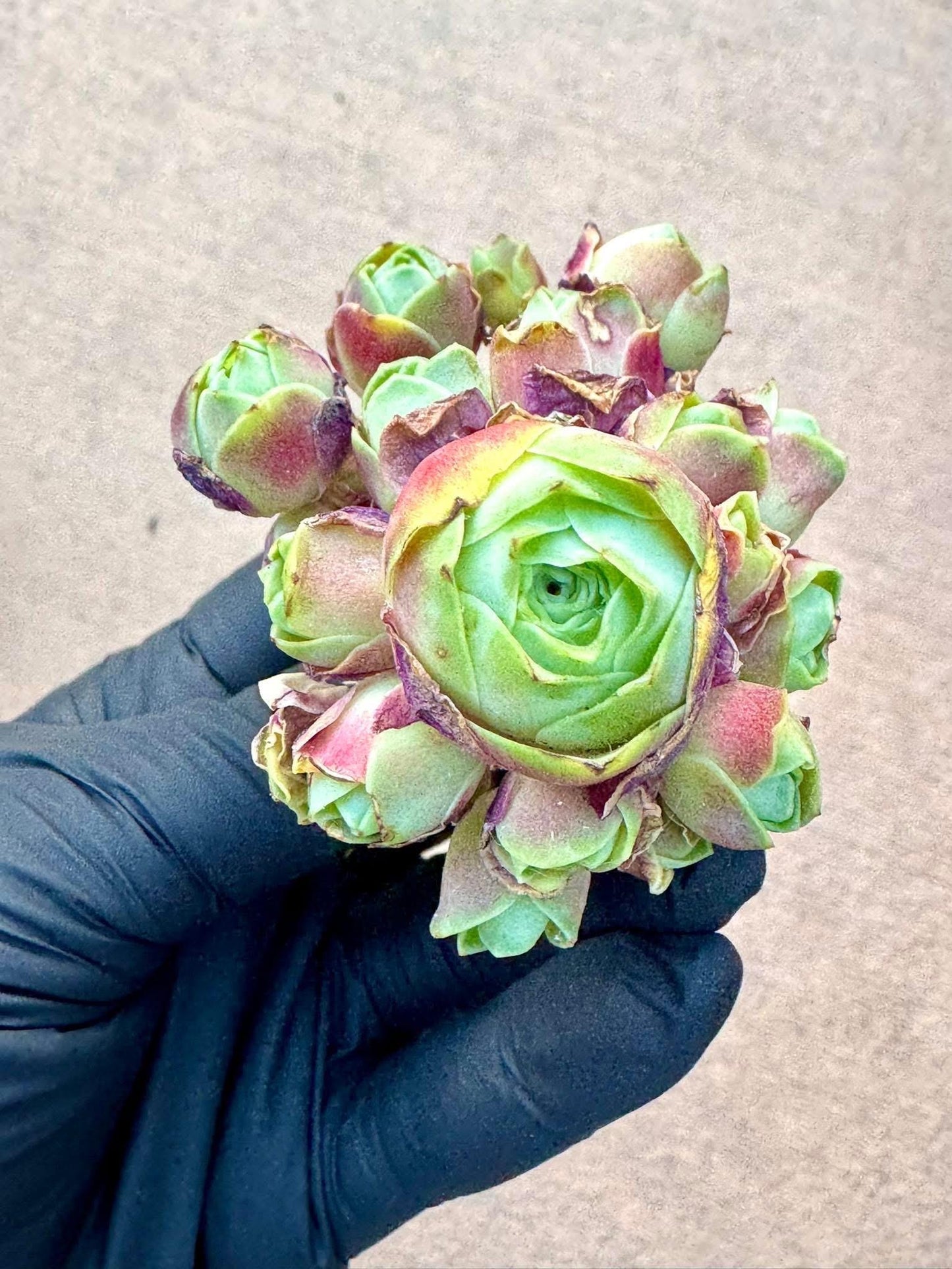 Greenovia Red Velvet | Rare Imported Succulent | Collector’s Succulent