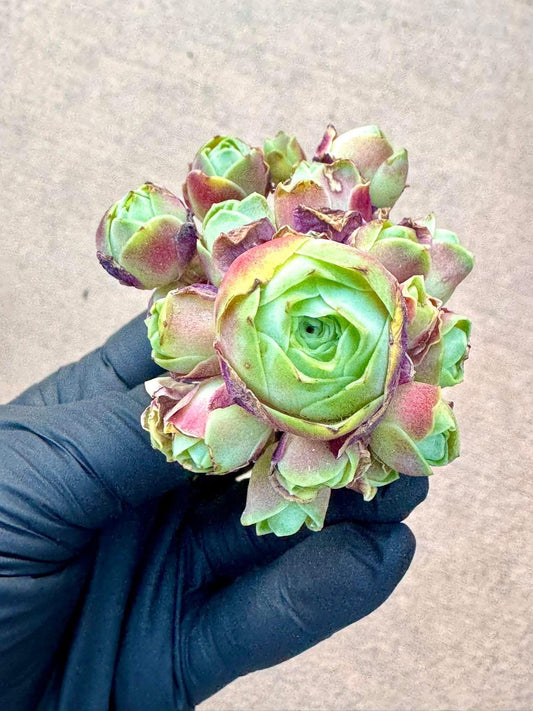 Greenovia Red Velvet | Rare Imported Succulent | Collector’s Succulent