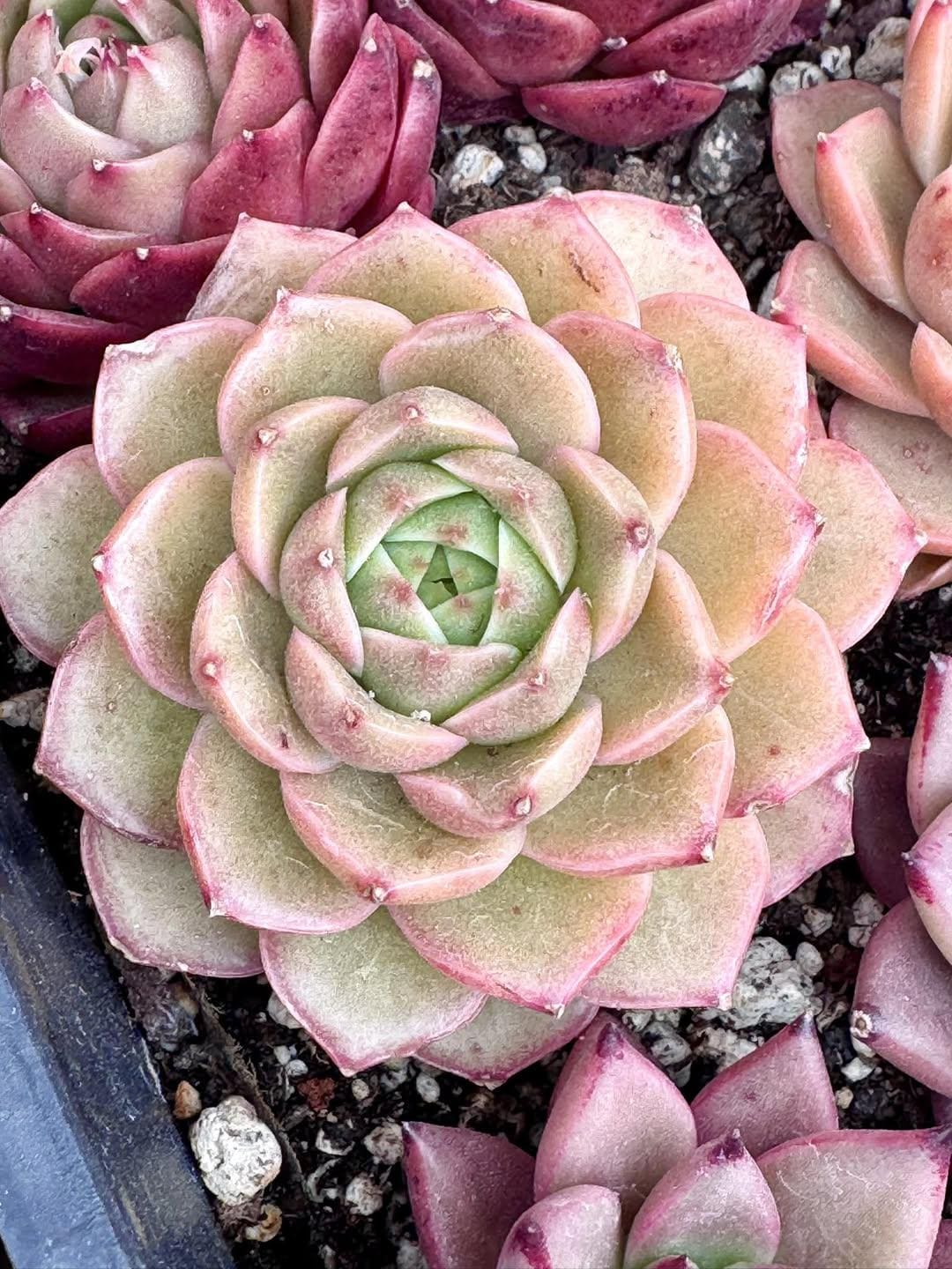 Echeveria Peninsula Rose | Rare Imported Succulent | Collector’s Succulent