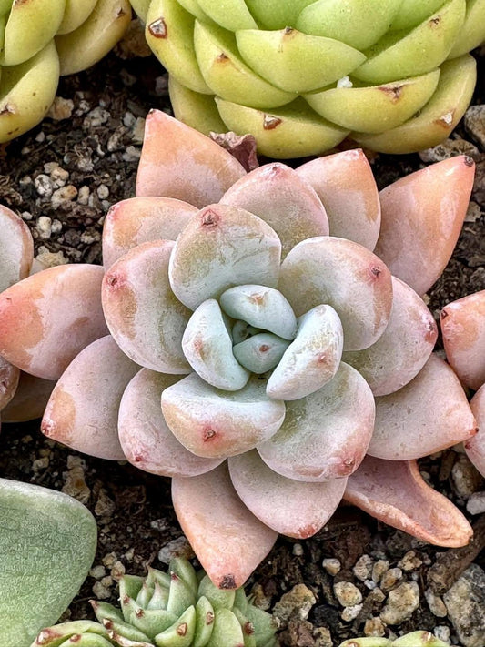 Echeveria Viva | Rare Imported Succulent | Collector’s Succulent
