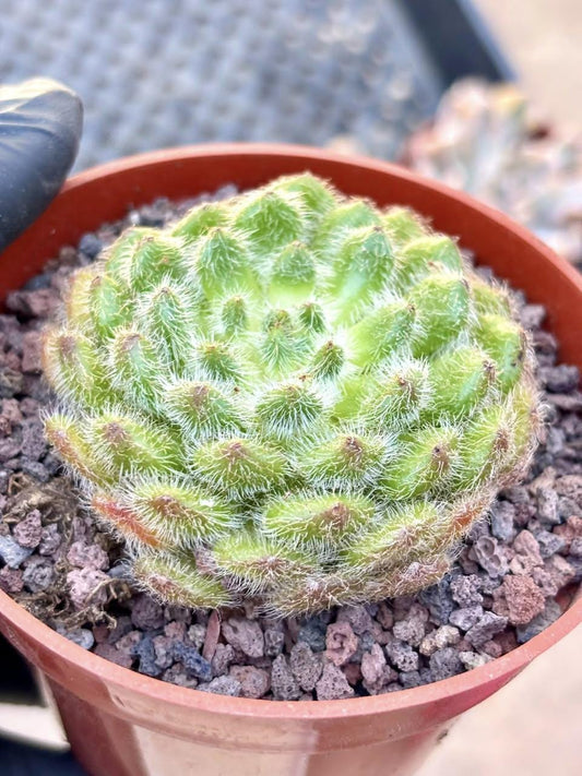 Echeveria Golden Fruit | Live Succulent Plant | Korean Succulent | Rare Imported Echeveria | Imported Plants