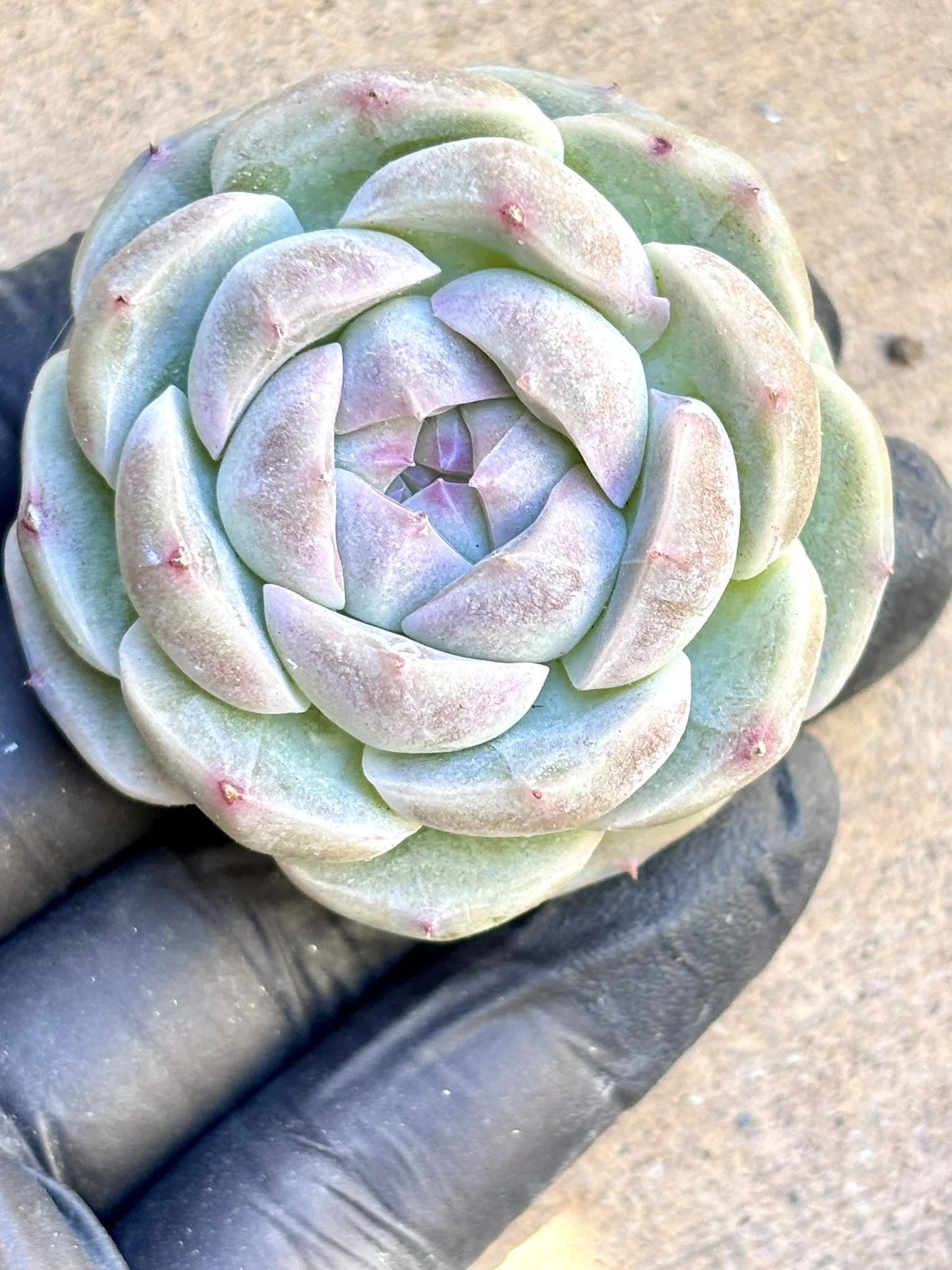 Echeveria Lychee Bubble| Live Succulent Plant | Korean Succulent | Variegated aeonium | Imported Plants |
