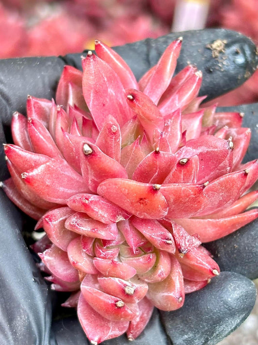 Echeveria Flower Song | Live Succulent Plant | Korean Succulent | Variegated Echeveria | Imported Plants