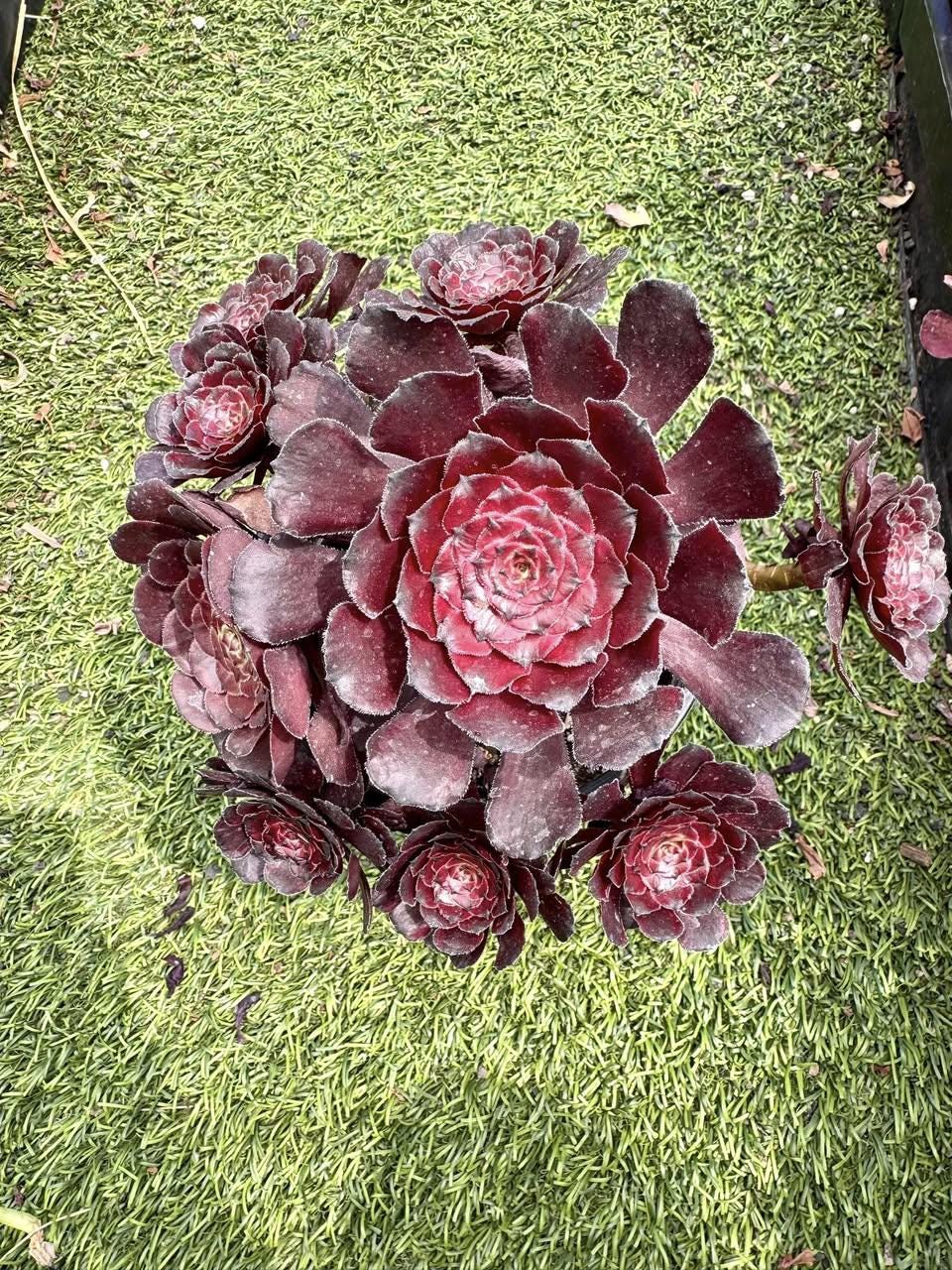 Aeonium Queen Rafi Variegated | Rare Imported Succulent | Collector’s Succulent