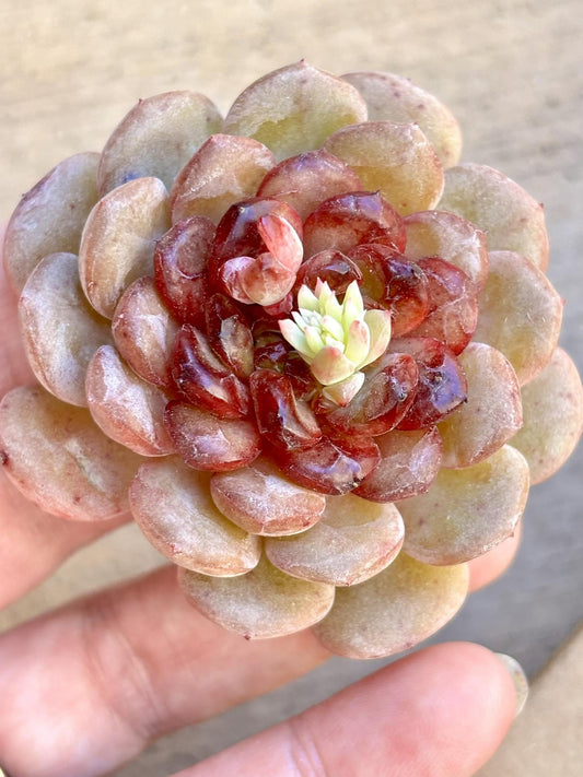Echeveria Red Sun Jenny| Live Succulent Plant | Imported Plants | Imported Echeveria