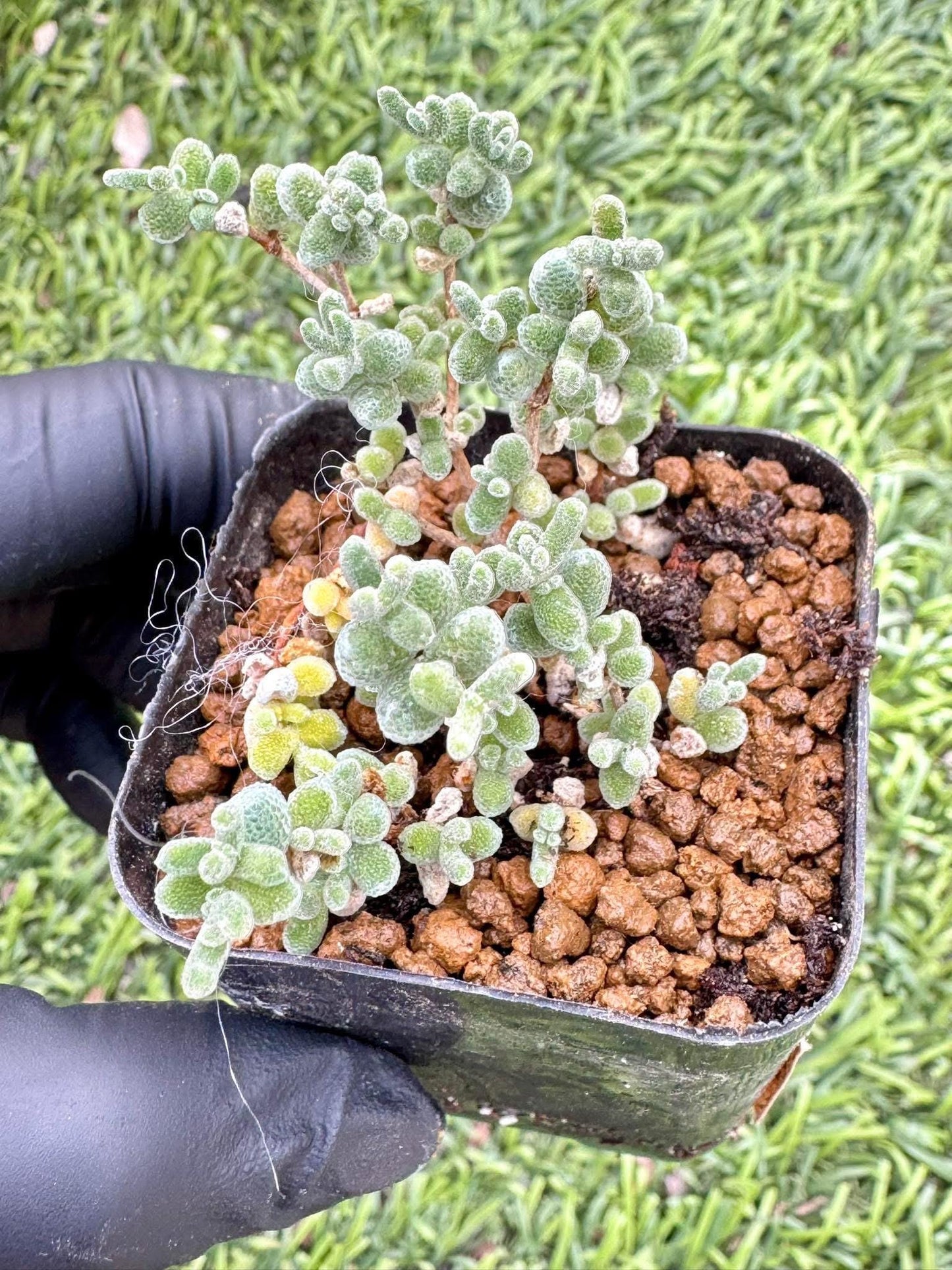 Drosanthemum Lace | Live Succulent Plant | Rare succulent