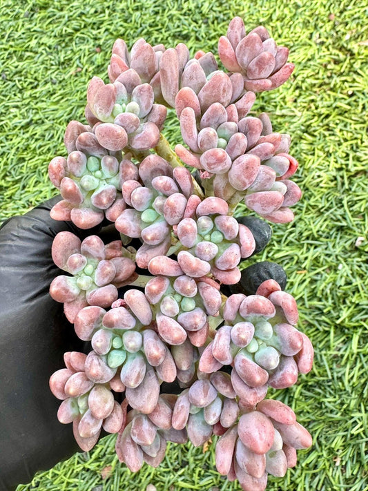 Pachyphytum Star Dew | Live Succulent Plant | Korean Succulent | Rare Imported Echeveria | Imported Plants