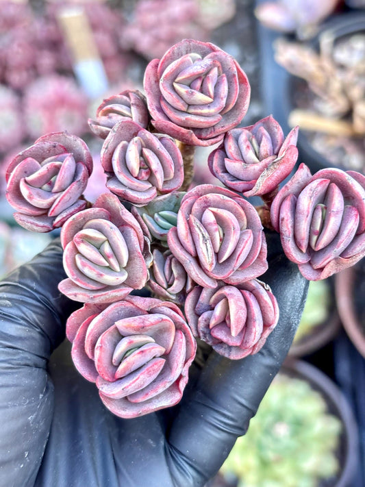 Echeveria Suyon | Live Succulent Plant | Korean Succulent | Variegated Echeveria | Imported Plants