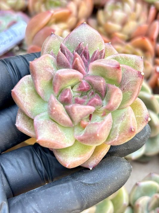 Echeveria Plum | Live Succulent Plant | Echeveria Cluster | Rare Imported Echeveria | Imported Plants