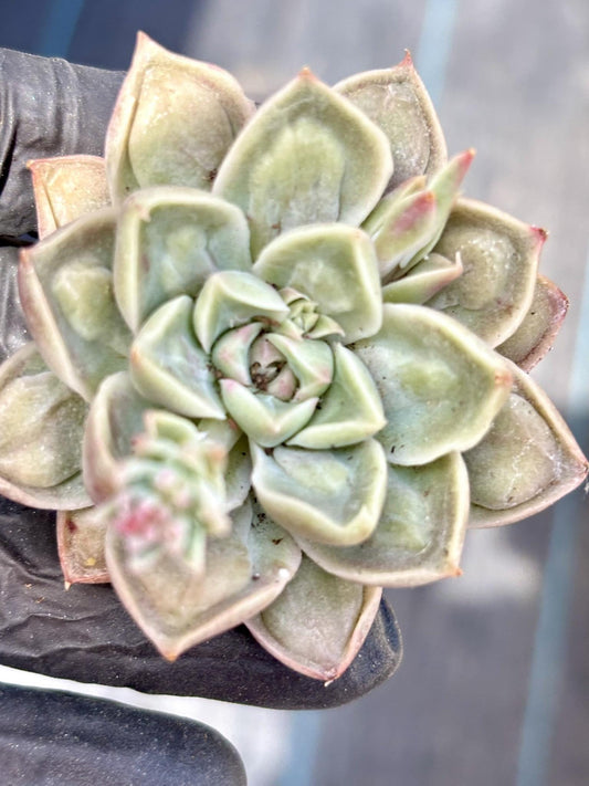 Echeveria Dongyun | Live Succulent Plant | Korean Succulent | Rare Imported Echeveria | Imported Plants