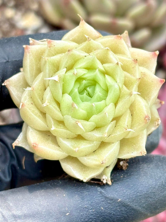 Echeveria Rose of Love | Live Succulent Plant | Korean Succulent | Rare Imported Echeveria | Imported Plants