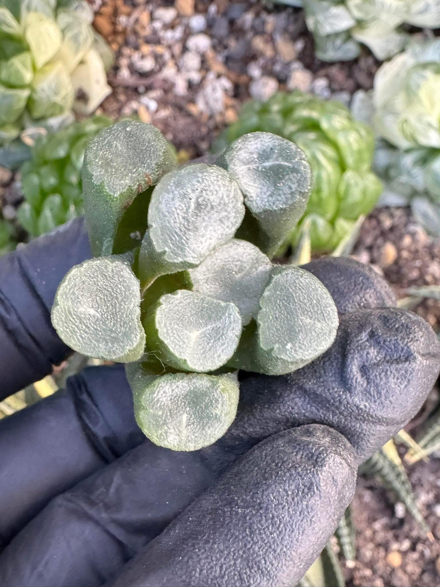 Haworthia Maughanii sp. | Live Succulent Plant | Korean Succulent | Rare Imported Echeveria | Imported Plants