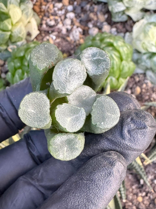 Haworthia Maughanii sp. | Live Succulent Plant | Korean Succulent | Rare Imported Echeveria | Imported Plants