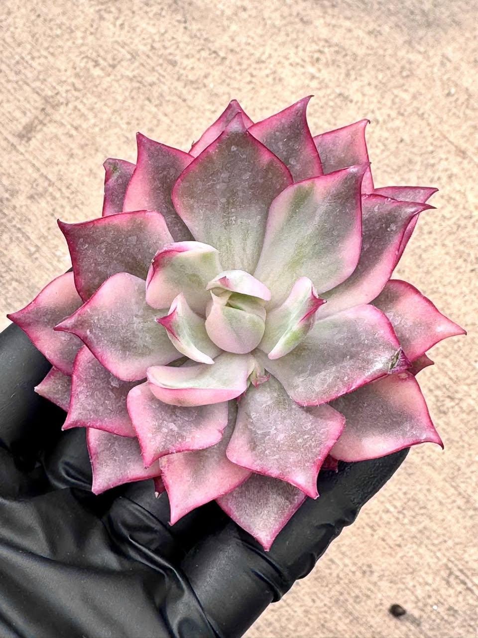Echeveria Lotus Lamp Variegated | Rare Imported Succulent | Collector’s Succulent
