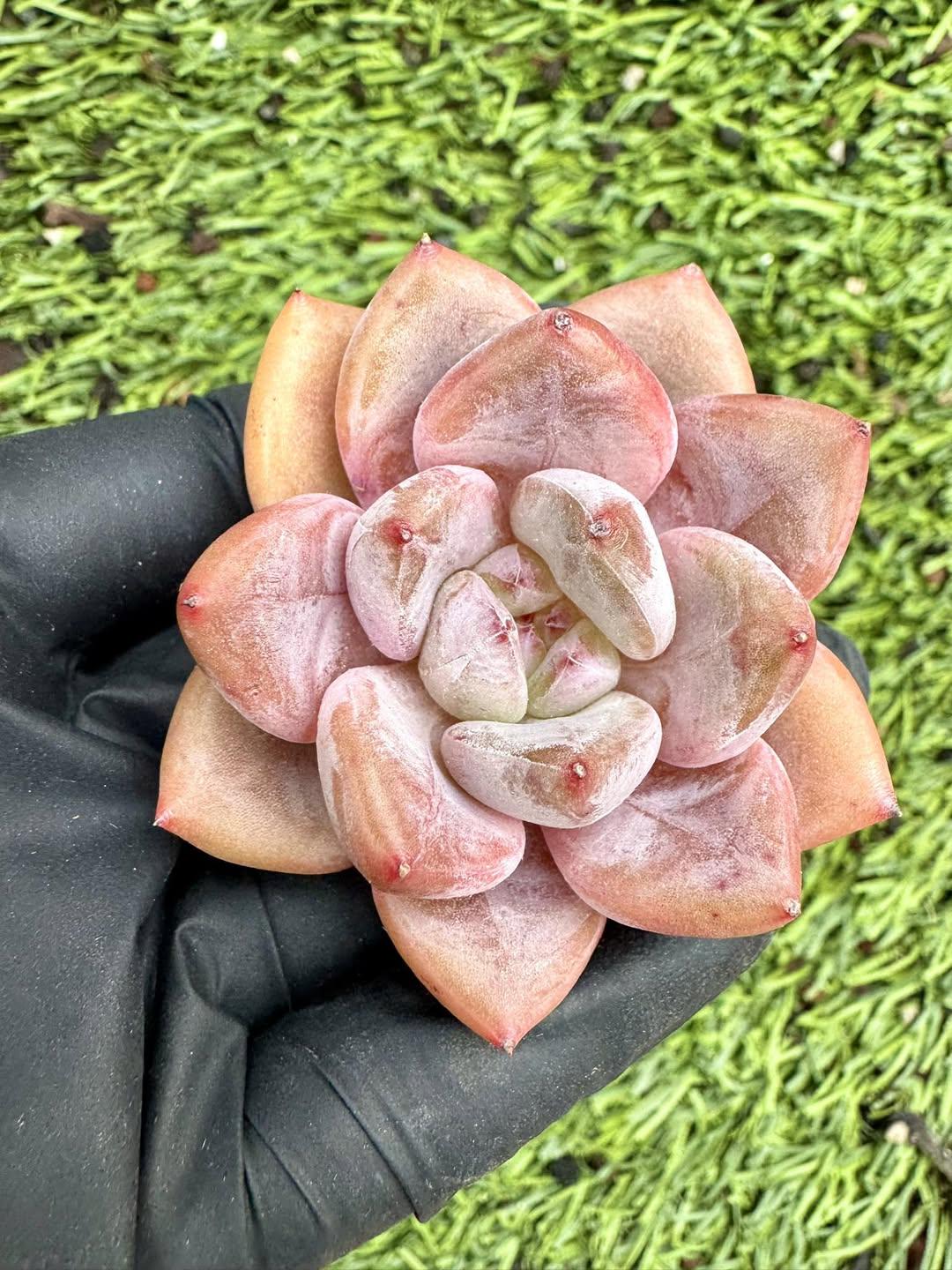 Echeveria Star Palace | Live Succulent Plant | Korean Succulent | Rare Imported Echeveria | Imported Plants