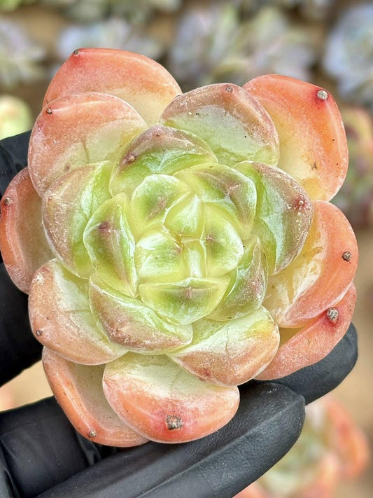 Echeveria Angel Jenny | Live Succulent Plant | Korean Succulent | Rare Imported Echeveria | Imported Plants